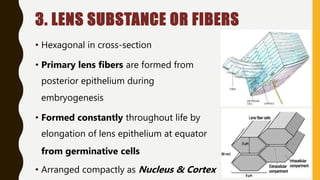 3. LENS SUBSTANCE OR FIBERS
• Hexagonal in cross-section
• Primary lens fibers are formed from
posterior epithelium during
embryogenesis
• Formed constantly throughout life by
elongation of lens epithelium at equator
from germinative cells
• Arranged compactly as Nucleus & Cortex
 