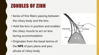 ZONULES OF ZINN
• Series of fine fibers passing between
the ciliary body and the lens
• Hold the lens in position and enables
the ciliary muscle to act on lens
during accommodation
• Originates from the basal lamina of
the NPE of pars plana and pars
plicata of ciliary body
 