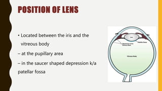 POSITION OF LENS
• Located between the iris and the
vitreous body
– at the pupillary area
– in the saucer shaped depression k/a
patellar fossa
 
