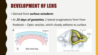 DEVELOPMENT OF LENS
• Derived from surface ectoderm
• At 25 days of gestation, 2 lateral evaginations form from
forebrain – Optic vesicles, which closely adheres to surface
ectoderm.
 
