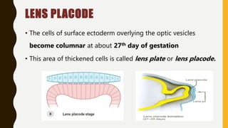 LENS PLACODE
• The cells of surface ectoderm overlying the optic vesicles
become columnar at about 27th day of gestation
• This area of thickened cells is called lens plate or lens placode.
 