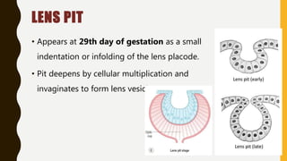 LENS PIT
• Appears at 29th day of gestation as a small
indentation or infolding of the lens placode.
• Pit deepens by cellular multiplication and
invaginates to form lens vesicle.
 