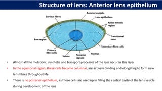• Almost all the metabolic, synthetic and transport processes of the lens occur in this layer
• In the equatorial region, these cells become columnar, are actively dividing and elongating to form new
lens fibres throughout life
• There is no posterior epithelium, as these cells are used up in filling the central cavity of the lens vesicle
during development of the lens
Structure of lens: Anterior lens epithelium
 