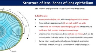 The anterior lens epithelium can be divided into three zones:
1. Central zone
• It consists of cuboidal cells which are polygonal in flat section
• These cells are approximately 10 um high and 15 um wide
• Their nuclei are round and located slightly apically. These cells are
stable and their number slowly reduces with age
• Under normal circumstances, these cells do not mitose, but can do
so in response to a wide variety of injurious insults including uveitis
• During injury repair, epithelial cells are elongated; resembling
fibroblasts and can pile up to 10 layers thick under the capsule.
Structure of lens: Zones of lens epithelium
 