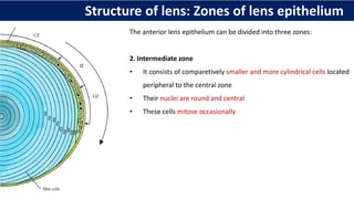 The anterior lens epithelium can be divided into three zones:
2. Intermediate zone
• It consists of comparetively smaller and more cylindrical cells located
peripheral to the central zone
• Their nuclei are round and central
• These cells mitose occasionally
Structure of lens: Zones of lens epithelium
 