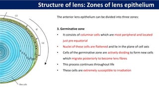 The anterior lens epithelium can be divided into three zones:
3. Germinative zone
• It consists of columnar cells which are most peripheral and located
just pre equatorial
• Nuclei of these cells are flattened and lie in the plane of cell axis
• Cells of the germinative zone are actively dividing to form new cells
which migrate posteriorly to become lens fibres
• This process continues throughout life
• These cells are extremely susceptible to irradiation
Structure of lens: Zones of lens epithelium
 