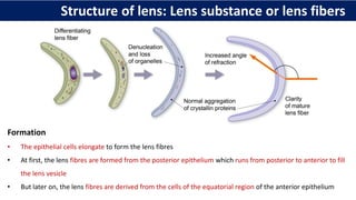 Formation
• The epithelial cells elongate to form the lens fibres
• At first, the lens fibres are formed from the posterior epithelium which runs from posterior to anterior to fill
the lens vesicle
• But later on, the lens fibres are derived from the cells of the equatorial region of the anterior epithelium
Structure of lens: Lens substance or lens fibers
 