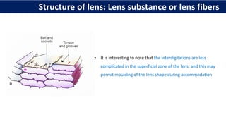 • It is interesting to note that the interdigitations are less
complicated in the superficial zone of the lens; and this may
permit moulding of the lens shape during accommodation
Structure of lens: Lens substance or lens fibers
 