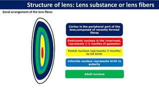 Zonal arrangement of the lens fibres
Structure of lens: Lens substance or lens fibers
 