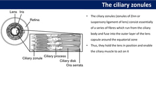 The ciliary zonules
• The ciliary zonules (zonules of Zinn or
suspensory ligament of lens) consist essentially
of a series of fibres which run from the ciliary
body and fuse into the outer layer of the lens
capsule around the equatorial zone
• Thus, they hold the lens in position and enable
the ciliary muscle to act on it
 