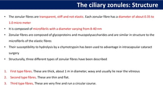 The ciliary zonules: Structure
• The zonular fibres are transparent, stiff and not elastic. Each zonular fibre has a diameter of about 0.35 to
1.0 micro meter
• It is composed of microfibrils with a diameter varying from 8-40 nm
• Zonular fibres are composed of glycoproteins and mucopolysaccharides and are similar in structure to the
microfibrils of the elastic fibres
• Their susceptibility to hydrolysis by a chymotrypsin has been used to advantage in intracapsular cataract
surgery
• Structurally, three different types of zonular fibres have been described
1. First type fibres. These are thick, about 1 m in diameter, wavy and usually lie near the vitreous
2. Second type fibres. These are thin and flat.
3. Third type fibres, These are very fine and run a circular course.
 