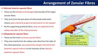Arrangement of Zonular Fibres
2. Orbicular Anterior capsular fibres
• These are the thickest and strongest (structurally of first type)
zonular fibres
• They arise from the pars plana of ciliary body (orbicularis
ciliaris), pass anteriorly to get inserted anterior to the equator
• By the supporting (auxiliary) fibres, they are attached to the
valleys and sides of the ciliary processes
3. Cillioposterior capsular fibres
• These are the most numerous zonular fibres
• They arise mainly from the valleys and a few from the sides of
the ciliary processes, pass posteriorly and get inserted on the
posterior capsule anterior to the insertion of the orbiculo-
posterior capsular fibres.
 
