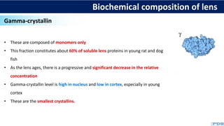 Biochemical composition of lens
Gamma-crystallin
• These are composed of monomers only
• This fraction constitutes about 60% of soluble lens proteins in young rat and dog
fish
• As the lens ages, there is a progressive and significant decrease in the relative
concentration
• Gamma-crystallin level is high in nucleus and low in cortex, especially in young
cortex
• These are the smallest crystallins.
 