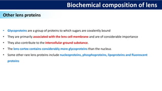 Biochemical composition of lens
Other lens proteins
• Glycoproteins are a group of proteins to which sugars are covalently bound
• They are primarily associated with the lens cell membrane and are of considerable importance
• They also contribute to the intercellular ground substance.
• The lens cortex contains considerably more glycoproteins than the nucleus
• Some other rare lens proteins include nucleoproteins, phosphoproteins, lipoproteins and fluorescent
proteins
 