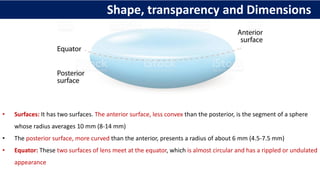 • Surfaces: It has two surfaces. The anterior surface, less convex than the posterior, is the segment of a sphere
whose radius averages 10 mm (8-14 mm)
• The posterior surface, more curved than the anterior, presents a radius of about 6 mm (4.5-7.5 mm)
• Equator: These two surfaces of lens meet at the equator, which is almost circular and has a rippled or undulated
appearance
Shape, transparency and Dimensions
 