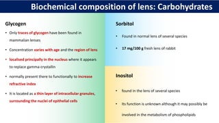 Biochemical composition of lens: Carbohydrates
Glycogen
• Only traces of glycogen have been found in
mammalian lenses
• Concentration varies with age and the region of lens
• localised principally in the nucleus where it appears
to replace gamma-crystallin
• normally present there to functionally to increase
refractive index
• It is located as a thin layer of intracellular granules,
surrounding the nuclei of epithelial cells
Sorbitol
• Found in normal lens of several species
• 17 mg/100 g fresh lens of rabbit
Inositol
• found in the lens of several species
• Its function is unknown although it may possibly be
involved in the metabolism of phospholipids
 