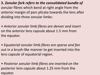 3. Zonular fork refers to the consolidated bundle of
zonular fibres which bend at right angle from the
anterior margin of pars plicata towards the lens after
dividing into three zonular limbs:
• Anterior zonular limb fibres are denser and insert
on the anterior lens capsule about 1.5 mm from
the equator.
• Equatorial zonular limb fibres are sparse and fan
out in a brush-like manner to get inserted into the
lens capsule of equatorial region.
• Posterior zonular limb fibres are inserted on the
posterior lens capsule about 1.25 mm from the
equator.
 