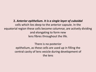 2. Anterior epithelium. It is a single layer of cuboidal
cells which lies deep to the anterior capsule. In the
equatorial region these cells become columnar, are actively dividing
and elongating to form new
lens fibres throughout the life.
There is no posterior
epithelium, as these cells are used up in filling the
central cavity of lens vesicle during development of
the lens
 