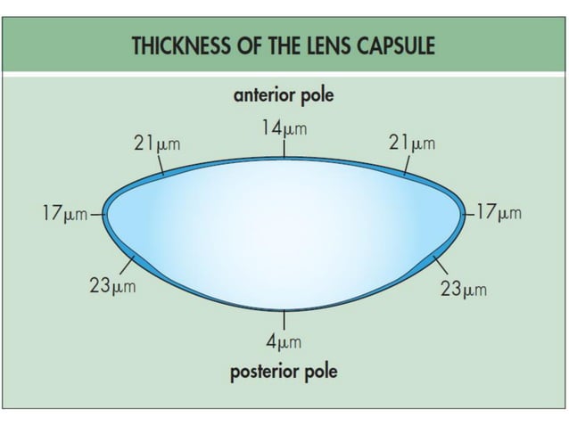 How Strong Is The Average Crystalline Lens Crystalline Lens