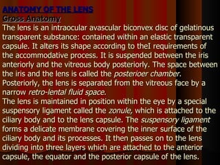 ANATOMY OF THE LENS Gross   Anatomy The lens is an intraocular avascular biconvex disc of gelatinous transparent substance: contained within an elastic transparent capsule. It alters its shape according to theI requirements of the accommodative process. It is suspended between the iris anteriorly and the vitreous body posteriorly. The space between the iris and the lens is called the  posterioer chamber.  Posteriorly, the lens is separated from the vitreous face by a narrow  retro-lental fluid   space. The lens is maintained in position within the eye by a special suspensory ligament called the  zonule,  which is attached to the ciliary body and to the lens capsule. The  suspensory ligament  forms a delicate membrane covering the inner surface of the ciliary body and its processes. It then passes on to the lens dividing into three layers which are attached to the anterior capsule, the equator and the posterior capsule of the lens. 