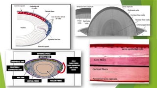 Comprehensive Overview of Lens Anatomy, Biochemistry, and Metabolism in ...