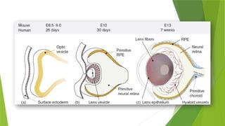 Comprehensive Overview of Lens Anatomy, Biochemistry, and Metabolism in ...