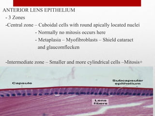 ANTERIOR LENS EPITHELIUM
- 3 Zones
-Central zone – Cuboidal cells with round apically located nuclei
- Normally no mitosis occurs here
- Metaplasia – Myofibroblasts – Shield cataract
and glaucomflecken
-Intermediate zone – Smaller and more cylindrical cells –Mitosis+
12
 
