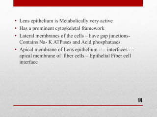 • Lens epithelium is Metabolically very active
• Has a prominent cytoskeletal framework
• Lateral membranes of the cells – have gap junctions-
Contains Na- K ATPases and Acid phosphatases
• Apical membrane of Lens epithelium ---- interfaces ---
apical membrane of fiber cells – Epithelial Fiber cell
interface
14
 