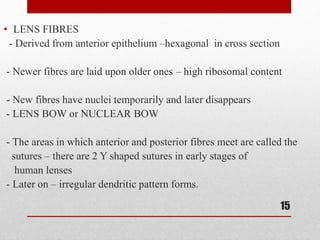 • LENS FIBRES
- Derived from anterior epithelium –hexagonal in cross section
- Newer fibres are laid upon older ones – high ribosomal content
- New fibres have nuclei temporarily and later disappears
- LENS BOW or NUCLEAR BOW
- The areas in which anterior and posterior fibres meet are called the
sutures – there are 2 Y shaped sutures in early stages of
human lenses
- Later on – irregular dendritic pattern forms.
15
 