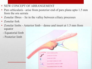 • NEW CONCEPT OF ARRANGEMENT
• Pars orbicularis –arise from posterior end of pars plana upto 1.5 mm
from the ora serrata
• Zonular fibres – lie in the valley between ciliary processes
• Zonular fork
• Zonular limbs - Anterior limb – dense and insert at 1.5 mm from
equator
- Equatorial limb
- Posterior limb
19
 
