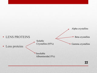 • LENS PROTEINS
• Lens proteins
22
Soluble
Crystallins (85%)
Insoluble
Albuminoids(15%)
Alpha crystallins
Beta crystallins
Gamma crystallins
 