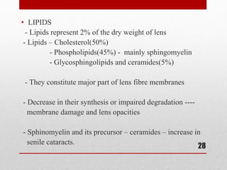 • LIPIDS
- Lipids represent 2% of the dry weight of lens
- Lipids – Cholesterol(50%)
- Phospholipids(45%) - mainly sphingomyelin
- Glycosphingolipids and ceramides(5%)
- They constitute major part of lens fibre membranes
- Decrease in their synthesis or impaired degradation ----
membrane damage and lens opacities
- Sphinomyelin and its precursor – ceramides – increase in
senile cataracts.
28
 