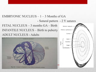 EMBRYONIC NUCLEUS – 1 – 3 Months of GA
- Sutural pattern - 2 Y sutures
FETAL NUCLEUS – 3 months GA – Birth
INFANTILE NUCLEUS – Birth to puberty
ADULT NUCLEUS - Adults
5
 