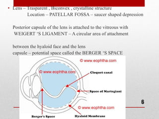 • Lens – Trasparent , Biconvex , crystalline structure
Location – PATELLAR FOSSA – saucer shaped depression
Posterior capsule of the lens is attached to the vitreous with
WEIGERT ‘S LIGAMENT – A circular area of attachment
between the hyaloid face and the lens
capsule – potential space called the BERGER ‘S SPACE
6
 