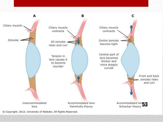 Lens – anatomy and physiology