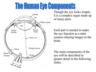 The Human Eye Components Though the eye looks simple, it is a complex organ made up of many parts. Each part is needed to make the eye function as a mini camera relaying images to the brain. The main components of the eye will be described in greater detail in the following slides. 