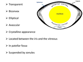  Transparent
 Biconvex
 Elliptical
 Avascular
 Crystalline appearance
 Located between the iris and the vitreous
 In patellar fossa
 Suspended by zonules
 