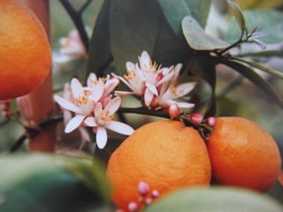 Lentefeest jef&riet deel2