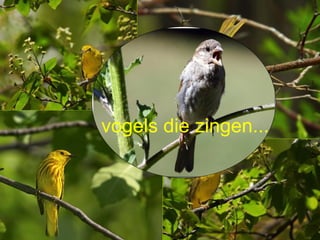 vogels die zingen... 