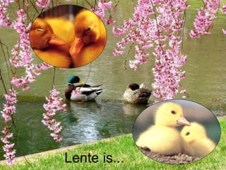 Lente is... 
