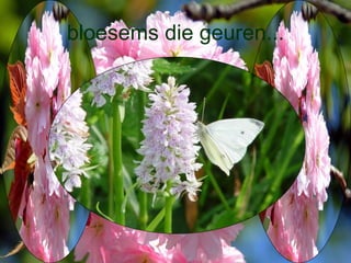 bloesems die geuren... 