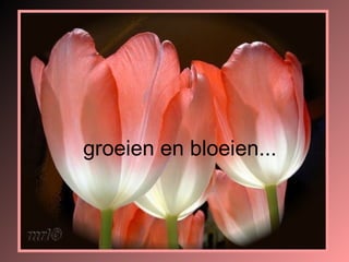 groeien en bloeien... 