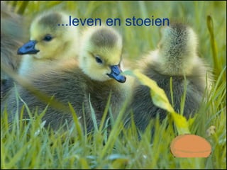 ...leven en stoeien 