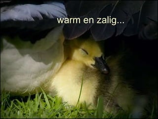 warm en zalig... 
