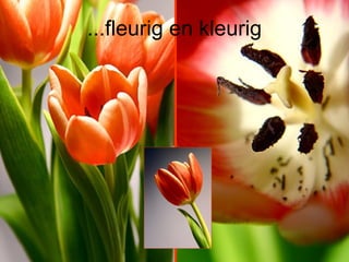 ...fleurig en kleurig 