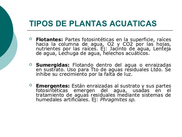 Agua De Lenteja Para Las Plantas