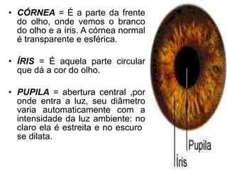 CÓRNEA  = É a parte da frente do olho, onde vemos o branco do olho e a íris. A córnea normal é transparente e esférica. ÍRIS  = É aquela parte circular que dá a cor do olho. PUPILA  = abertura central ,por onde entra a luz, seu diâmetro varia automaticamente com a intensidade da luz ambiente: no claro ela é estreita e no escuro  se dilata. 