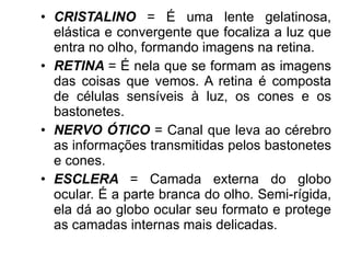 CRISTALINO  = É uma lente gelatinosa, elástica e convergente que focaliza a luz que entra no olho, formando imagens na retina. RETINA  = É nela que se formam as imagens das coisas que vemos. A retina é composta de células sensíveis à luz, os cones e os bastonetes. NERVO ÓTICO  = Canal que leva ao cérebro as informações transmitidas pelos bastonetes e cones. ESCLERA  = Camada externa do globo ocular. É a parte branca do olho. Semi-rígida, ela dá ao globo ocular seu formato e protege as camadas internas mais delicadas. 