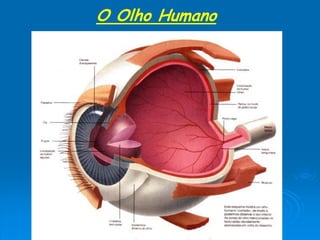 O Olho Humano
 
