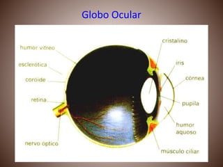 Globo Ocular
 